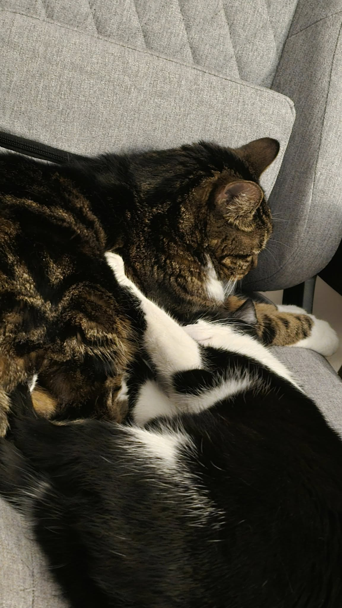 wpływ naszej energii na zwierzęta